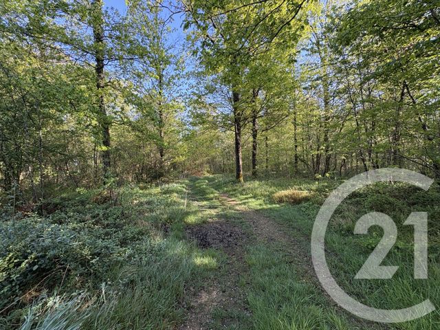 terrain à vendre - 37340.0 m2 - CHASSENEUIL - 36 - CENTRE - Century 21 Adressimmo